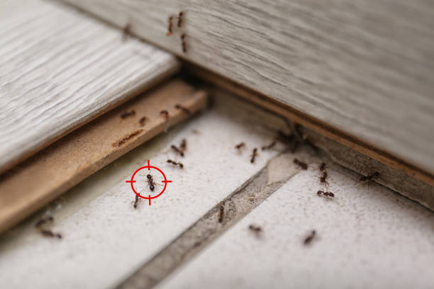 Best Termite Control Services  in Fort Benton, MT