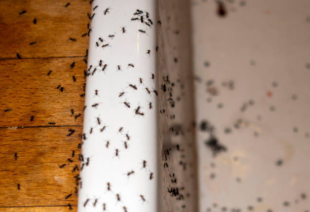 Best Exterminator Services  in Fort Benton, MT
